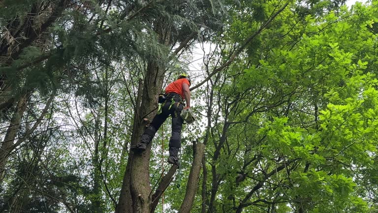 Best Weed Control  in Richwood, WV